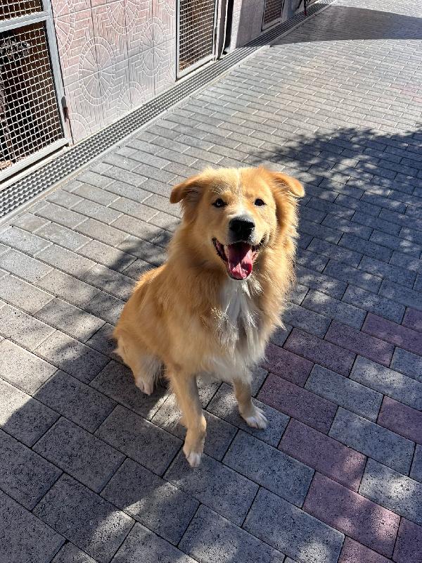 DIOR CAGNOLINO FULVO Foto 6